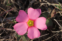 Oxalis obtusa