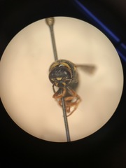 Euodynerus hidalgo