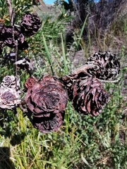 Leucadendron macowanii