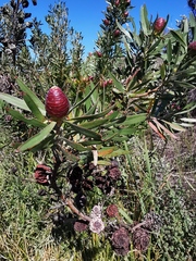 Leucadendron macowanii