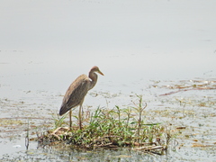 Ardea purpurea