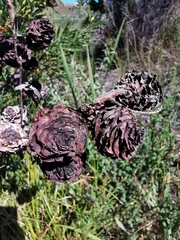 Leucadendron macowanii