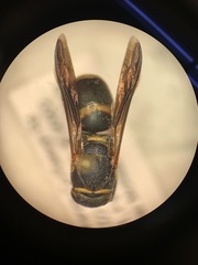 Euodynerus hidalgo