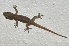 Hemidactylus garnotii