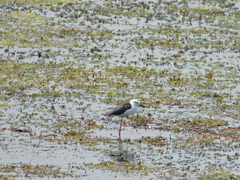 Himantopus himantopus