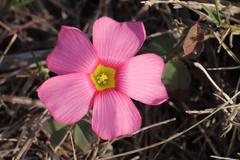 Oxalis obtusa
