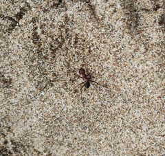 Cataglyphis nodus