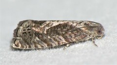 Cydia lacustrina