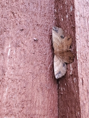 Euchlaena johnsonaria