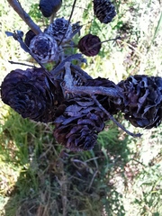Leucadendron macowanii