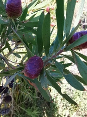 Leucadendron macowanii