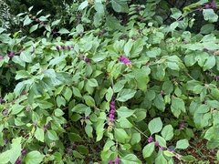 Callicarpa americana