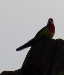 Platycercus eximius