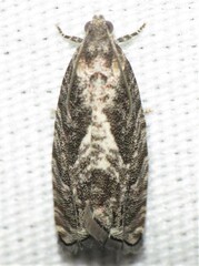 Cydia lacustrina
