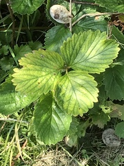 Fragaria