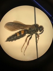 Scolia nobilitata