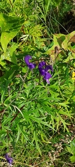 Aconitum baicalense