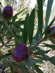 Leucadendron macowanii