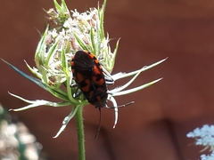 Spilostethus saxatilis