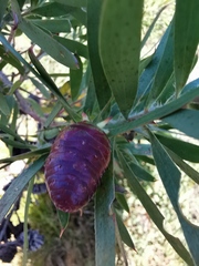 Leucadendron macowanii