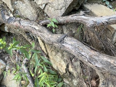 Sceloporus undulatus