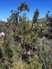 Leucadendron macowanii