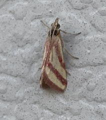 Microtheoris vibicalis