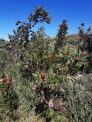 Leucadendron macowanii