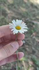 Leucanthemum vulgare