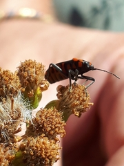 Spilostethus saxatilis