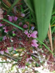 Erica parviflora