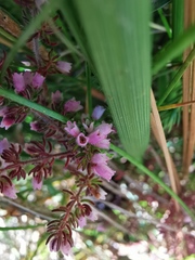 Erica parviflora