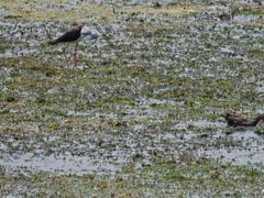 Himantopus himantopus