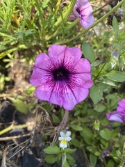 Calibrachoa