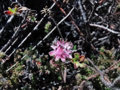 Diastella divaricata divaricata