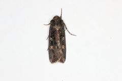 Actebia fennica