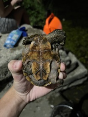 Sternotherus odoratus