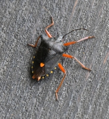 Pentatoma rufipes
