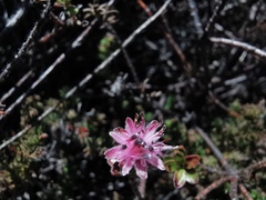 Diastella divaricata divaricata
