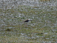 Himantopus himantopus