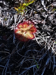 Drosera trinervia