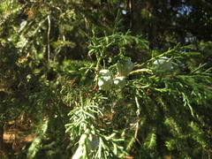Cupressus lusitanica