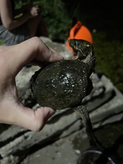 Sternotherus odoratus