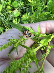 Murgantia histrionica