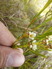 Diosma