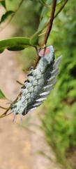 Arthropoda