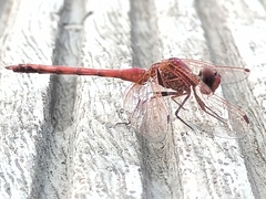 Trithemis arteriosa