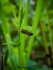 Euphydryas phaeton