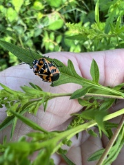 Murgantia histrionica