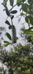 Arthropoda